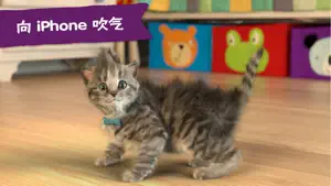小猫— 我最喜欢的猫 |  猫咪游戏  3+